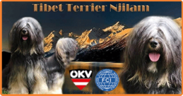 Tibet Terrier NJILAM