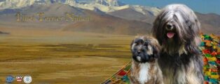 Tibet Terrier NJILAM