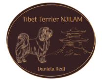 Tibet Terrier NJILAM